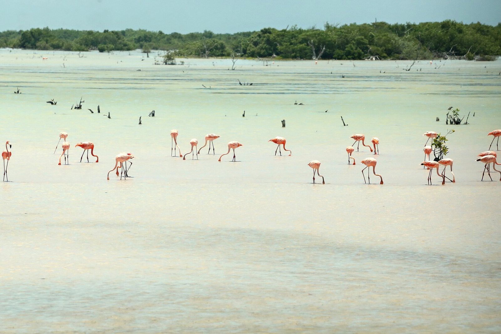 Dozens of pink flamingos feeding in a shallow lagoon near Dzemul on the Yucatán coast