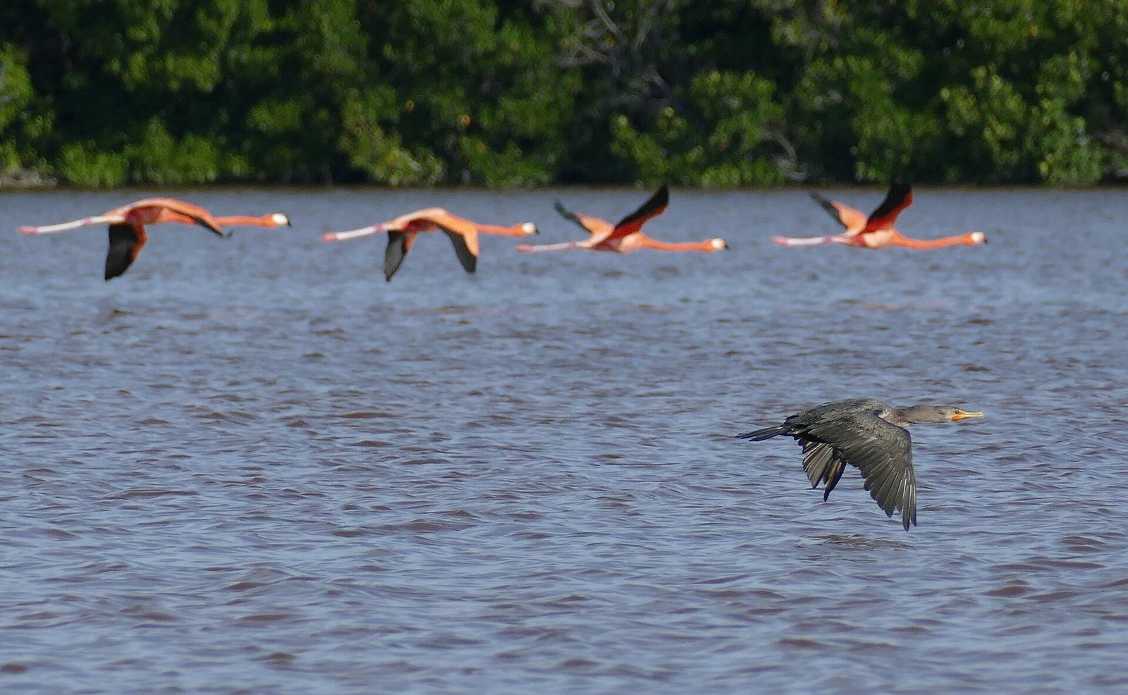 American flamingos flying low over the Celestún lagoon