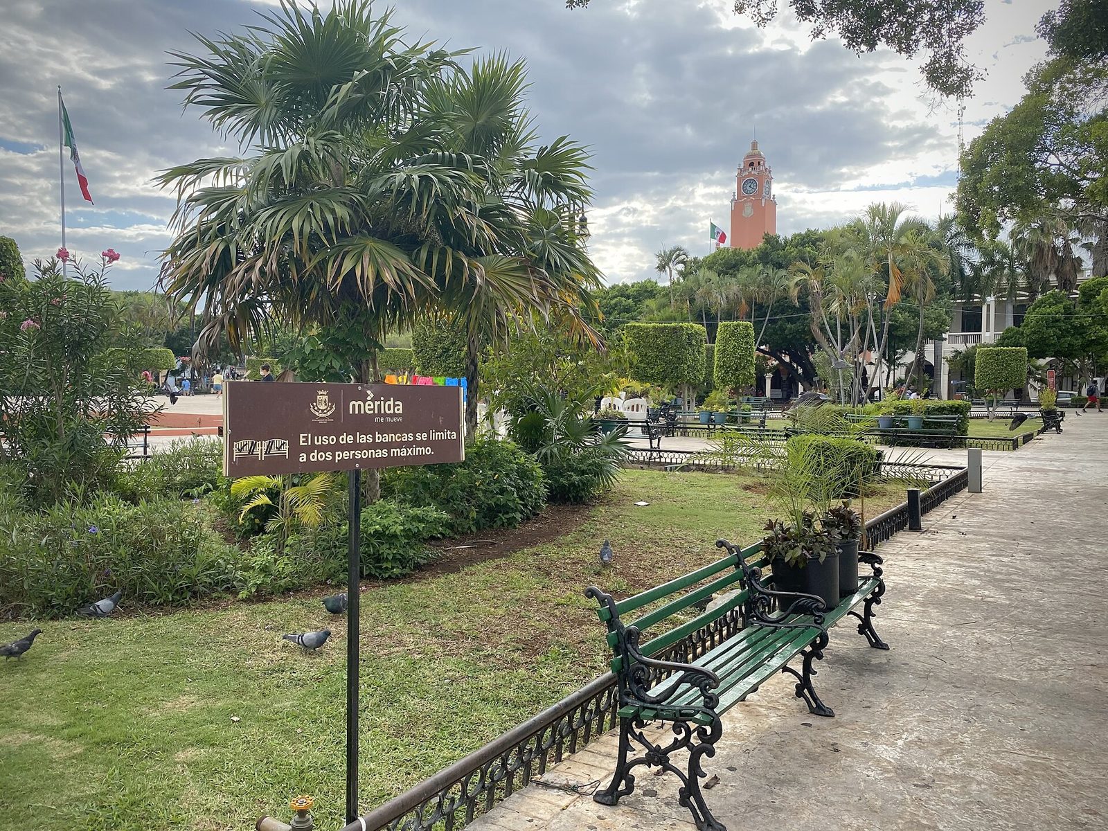 Park benches under palms and laurels in Mérida's Plaza Grande