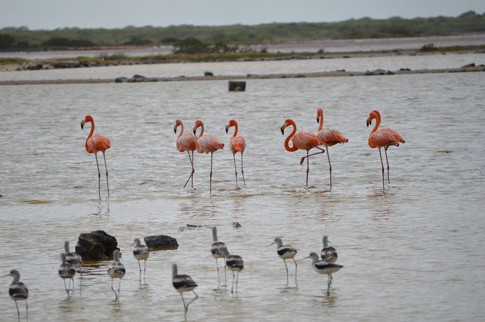 Flamingos and smaller wading birds standing in shallow water at San Crisanto